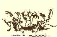藏品(黃砂苔)的圖片